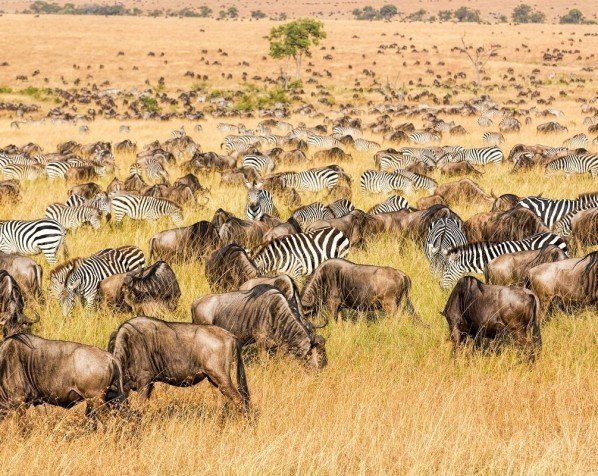 Gnu- og zebra vandring i Masai Mara Nationalpark