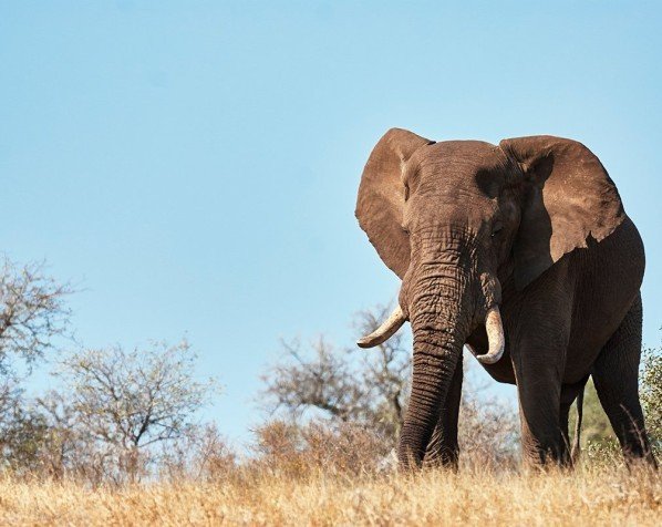 En stor hanelefant i Kruger Nationalpark