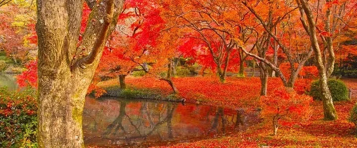 Koyo i Japan