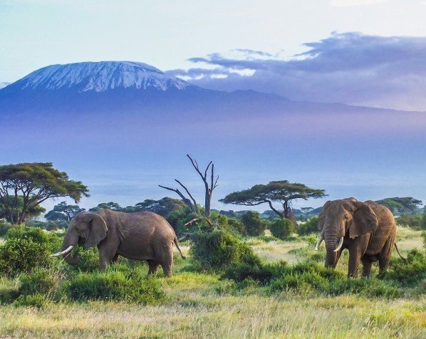 Elefanter i Amboseli Nationalpark med Kilimanjaro i baggrunden