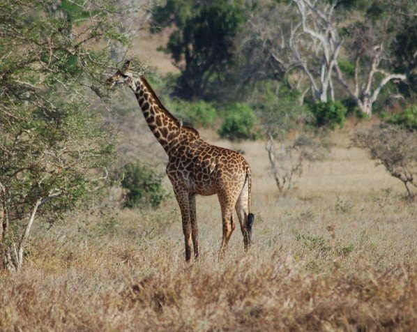 Giraf i Tsavo West Nationalpark