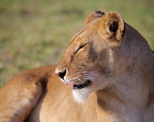 Løve på Masai Mara