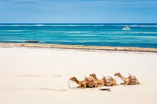 Dromedarer på stranden i Mombasa