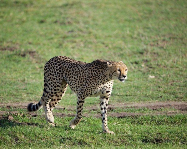 Gepard på savannen i Masai Mara Nationalpark
