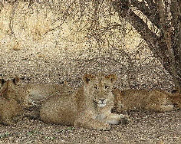 Safari i Tarangire Nationalpark