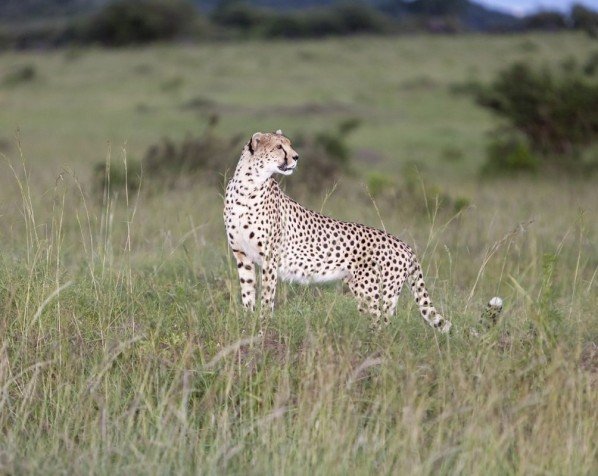 Gepard i Ngorongoro