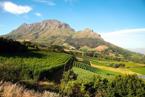Udenfor Cape Town er der smukke udsigter mod vinmarker og bjerge