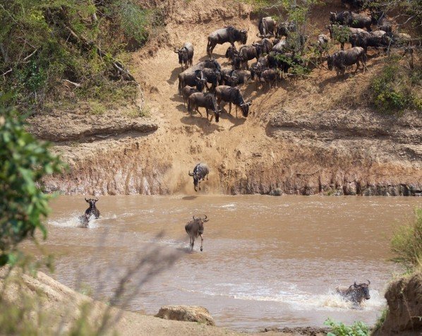 Dyrene krydser floden
