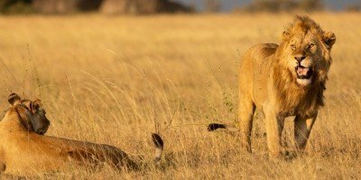 Løve og løvinde på Serengeti