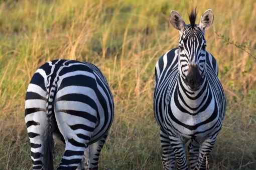 To zebra-venner i Lake Mburo Nationalpark