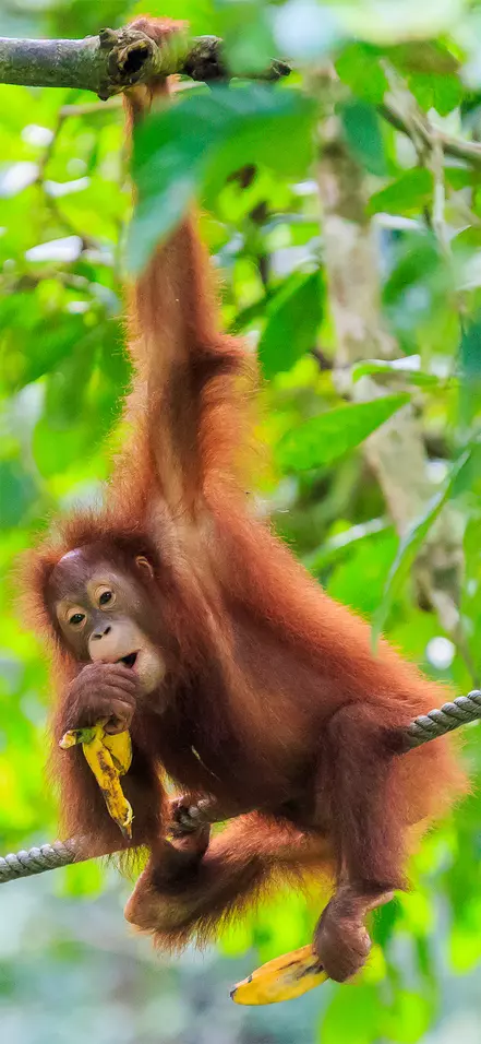 Orangutang hænger fra et træ i en skov på Sumatra i Indonesien