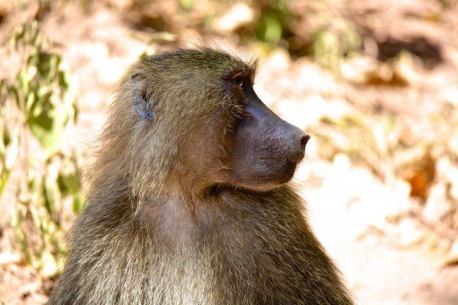 Bavian i Lake Manyara Nationalpark