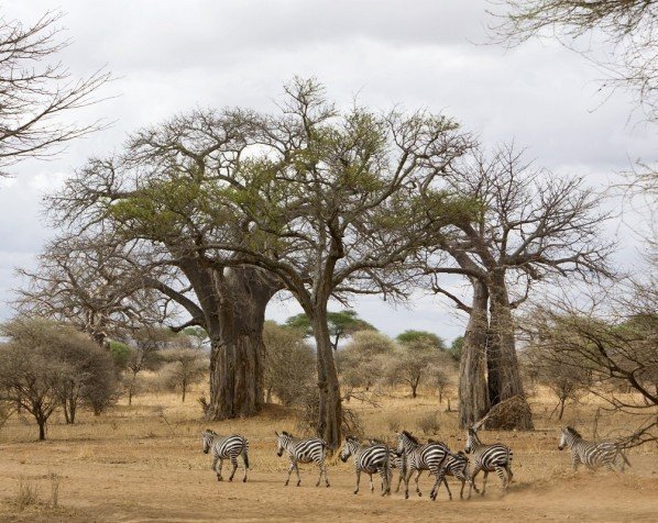 Dyreliv i Tarangire