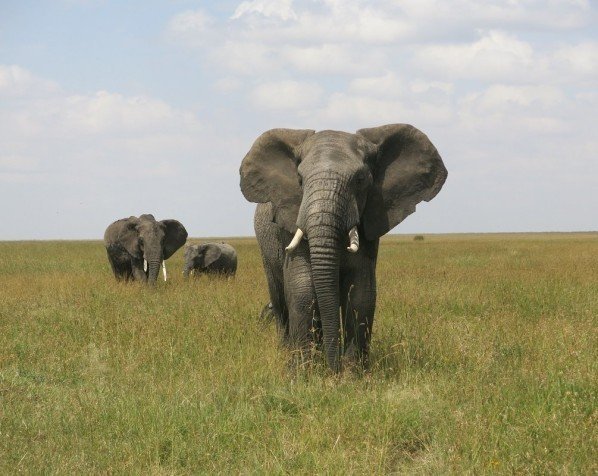 Elefanter i Serengeti Nationalpark