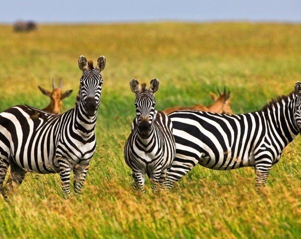 Zebraer i Serengeti Nationalpark