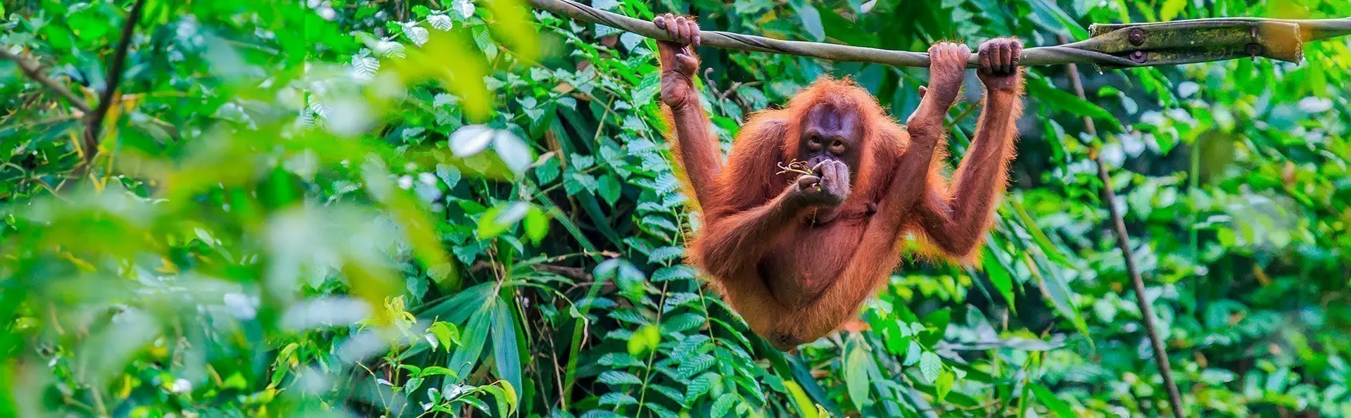 Orangutang i træerne på øen Sumatra