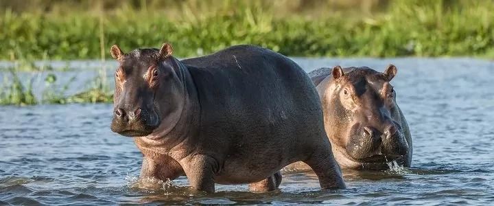 De 5 bedste safaridestinationer i Afrika