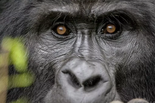 Gorilla i Bwindi