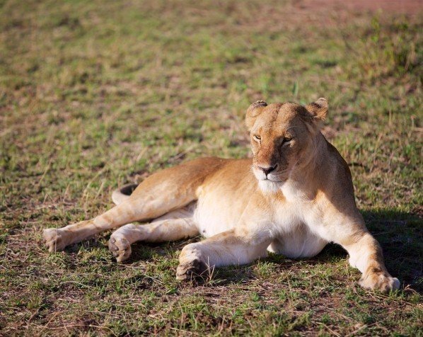 Hunløve i Masai Mara