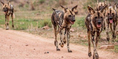 Vilde hunde i Kruger Nationalpark