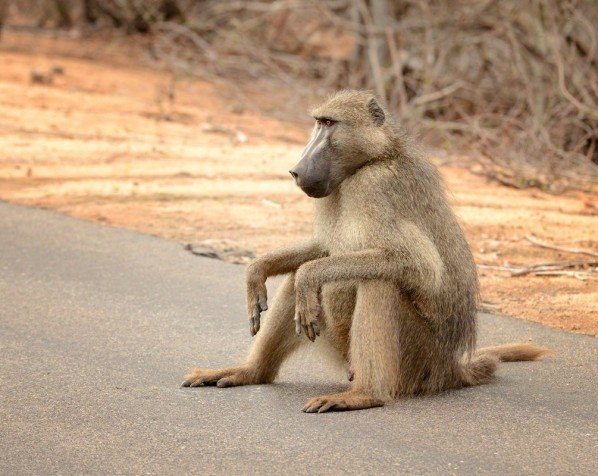 Bavian i Kruger Nationalpark