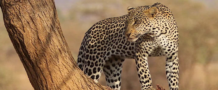 Kenya