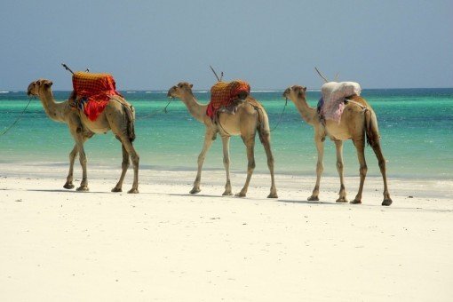 Dromedarer på stranden på Mombasa