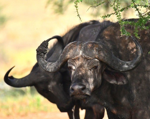 Bøffel i Serengeti, en af The Big Five