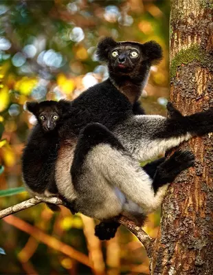 Indri-lemur med baby på ryggen i Andasibe Mantadia Nationalpark