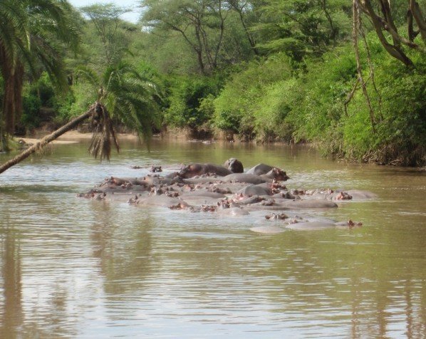 Flodheste forsamling i Serengeti
