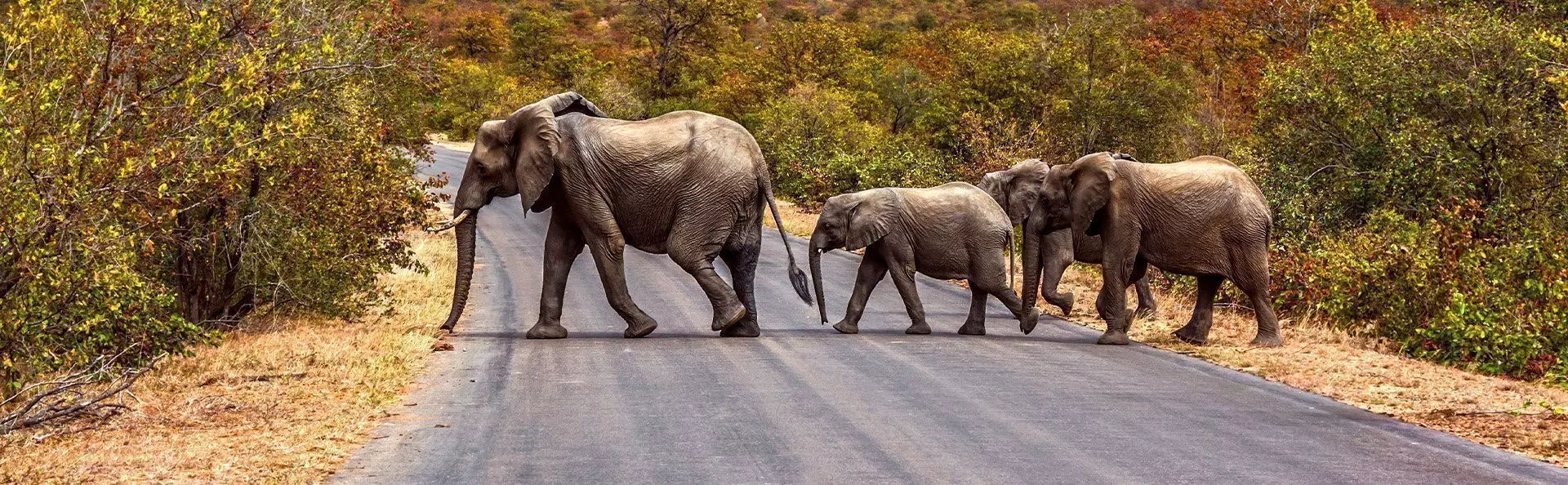 Elefantfamilie krydser vejen i Kruger Nationalpark