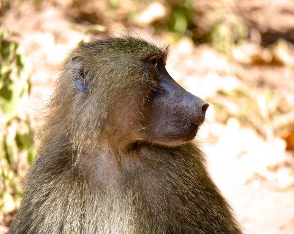 Bavian i Lake Manyara Nationalpark