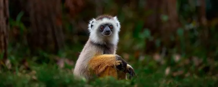 Sifika-lemur i Andisabe-Mantadia National Park i Madagaskar