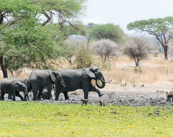 Lake Manyara National Park