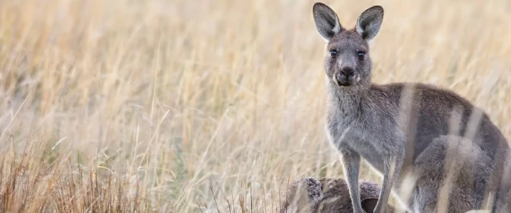 Australien
