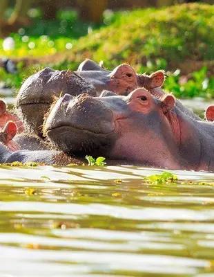 To flodheste i en sø