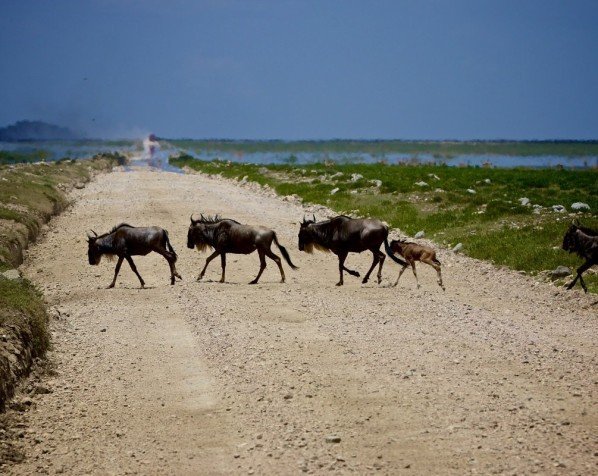 Gnuer i Serengeti National Park