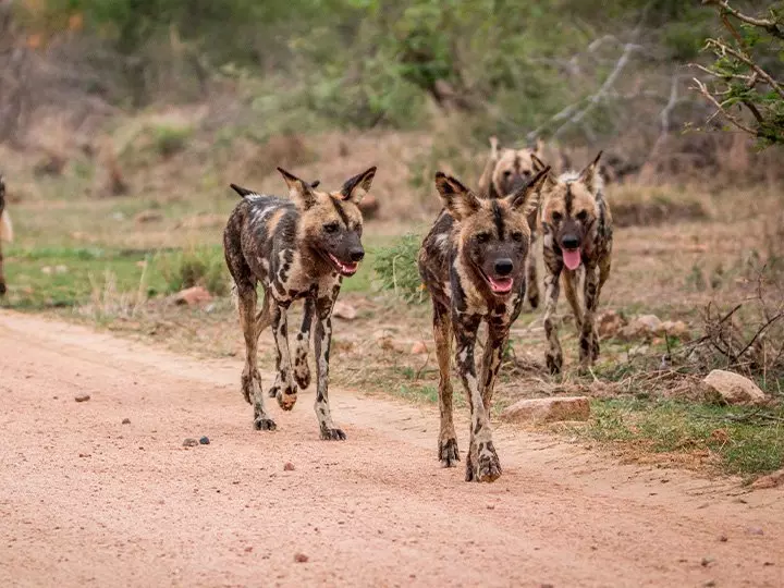 Vilde hunde i Kruger Nationalpark