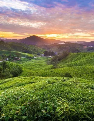 Solnedgang over plantage i Cameron Highlands i Malaysia