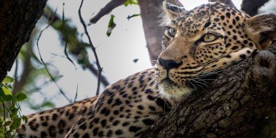 Leopard sover i et træ i Kapama Private Game Reserve i Sydafrika