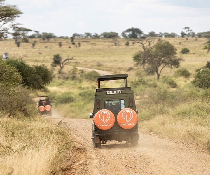 De 5 bedste safarilande i Afrika