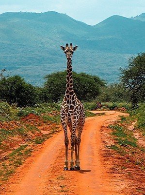 afrika