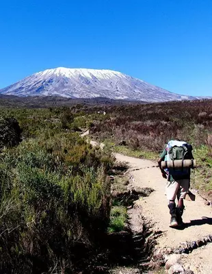 En trekker går igennem hedelandskab på vej mod Kilimanjaro