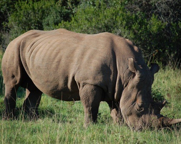 Hvidt næsehorn i Kruger Nationalpark