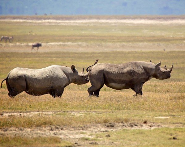 Sorte næsehorn i Ngorongoro
