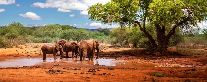 Elefanter ved et vandhul i Tsavo Nationalpark, Kenya