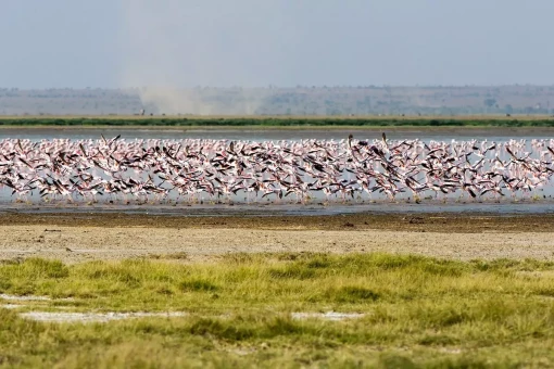 Flamingoer ved Lake Manyara