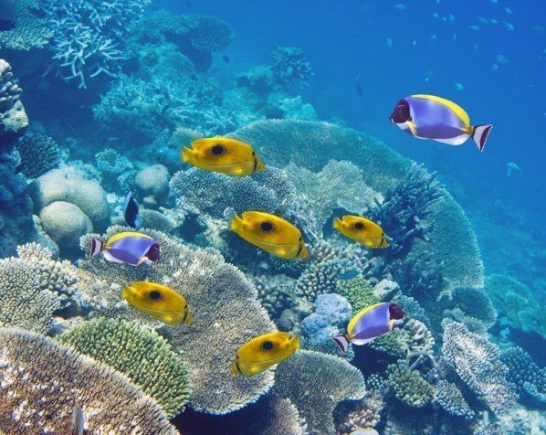 Mauritius' farvestrålende koralrev