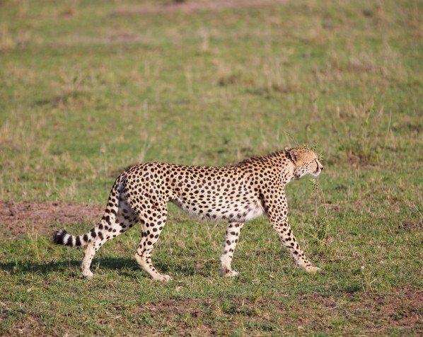 Gepard på Masai Mara