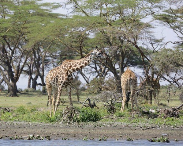 Giraffer ved Lake Naivasha